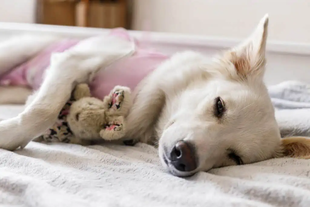 hund sterilisieren kosten