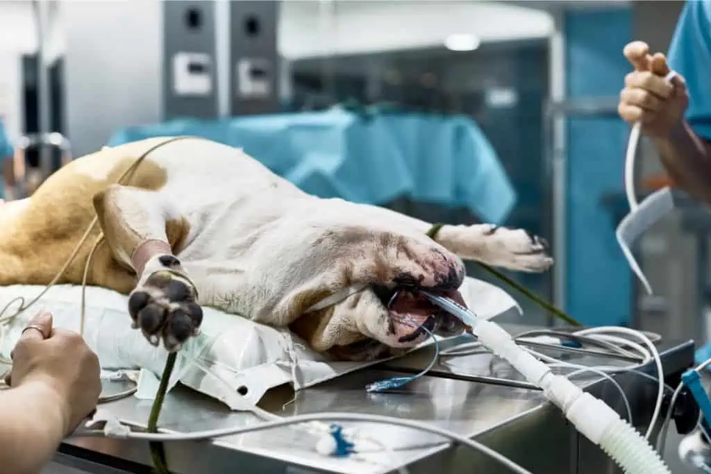 Was sind die Risiken und Nebenwirkungen einer Sterilisation beim Hund?