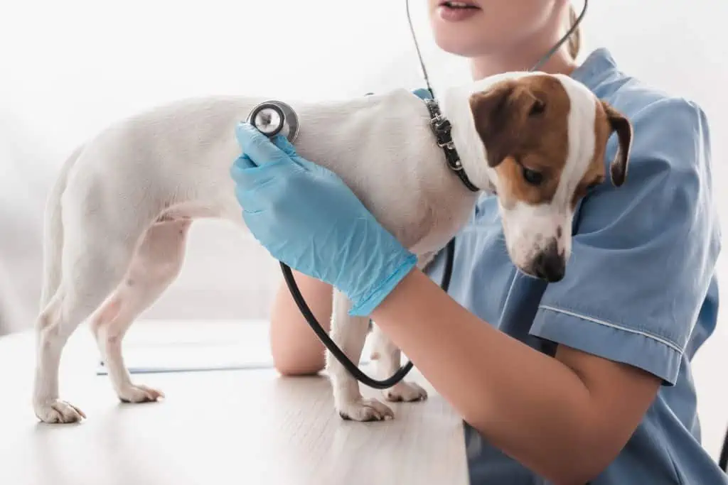 Wann solltest du mit deinem Hund zum Tierarzt gehen, wenn er sein Herrchen vermisst?