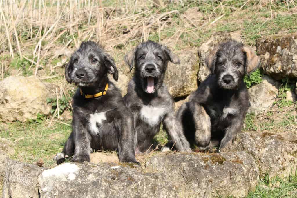 Top 10: Irische Hundenamen
