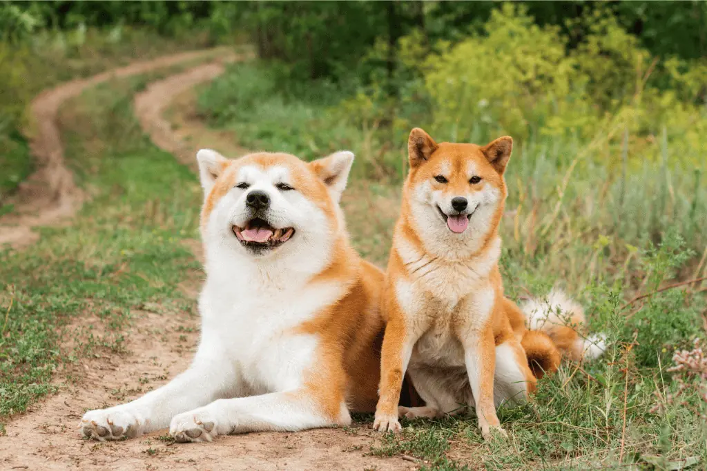 Top 30: Japanische Hundenamen	