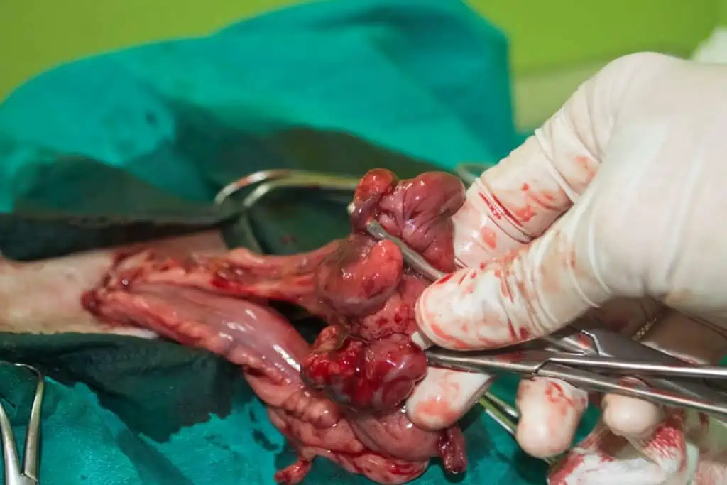 Ist es notwendig, der Hündin während einer Kastration die Gebärmutter zu entfernen?