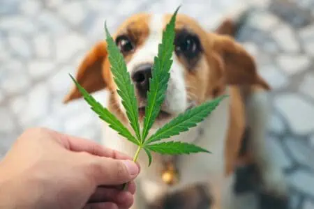 können hunde thc abbauen