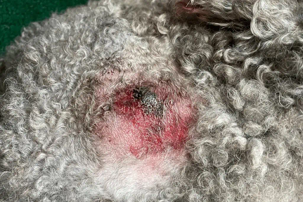 Kann mein Hund eine Infektion haben, wenn seine offene Wunde nicht heilt?