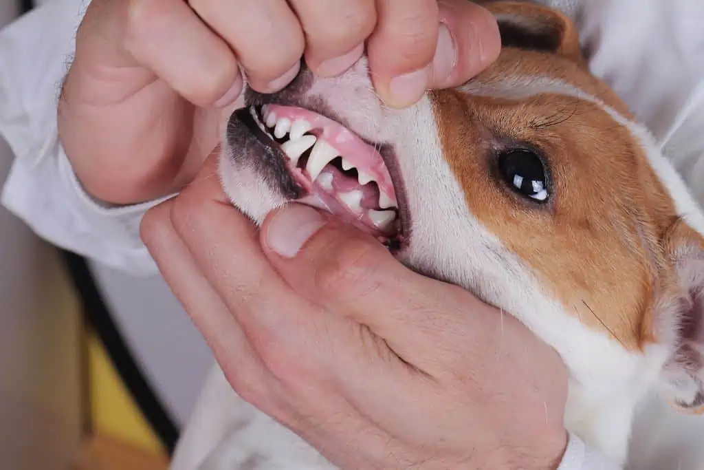 Kann Rinderkopfhaut Zahnprobleme bei Hunden verursachen? 