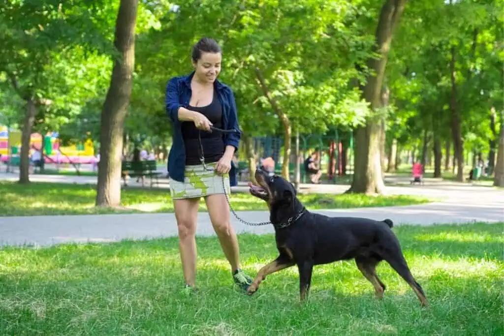 rottweiler erziehung