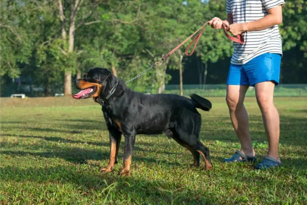 sachkundenachweis hund kosten