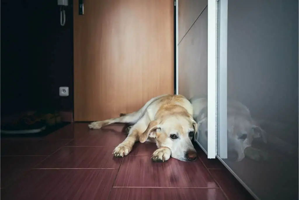 Welche Nebenwirkungen kann Selegilin bei Hunden hervorrufen?