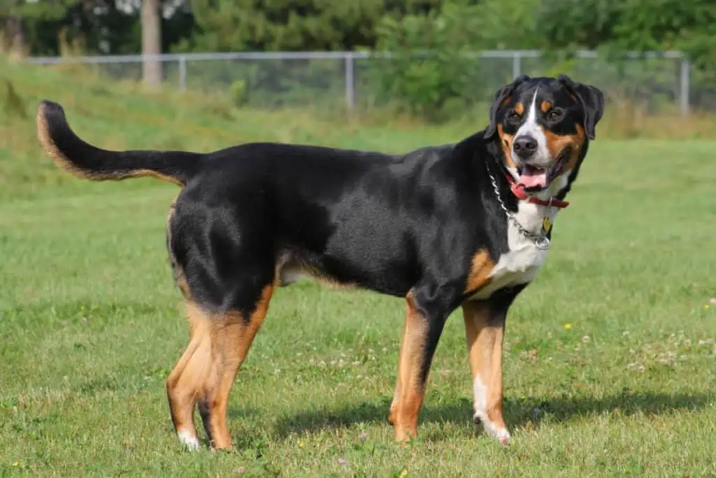 swissydog (sennenhund)