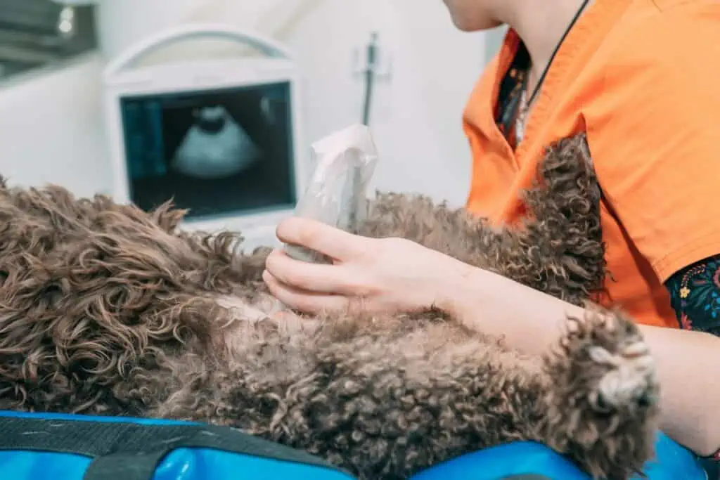 ultraschall hund kosten