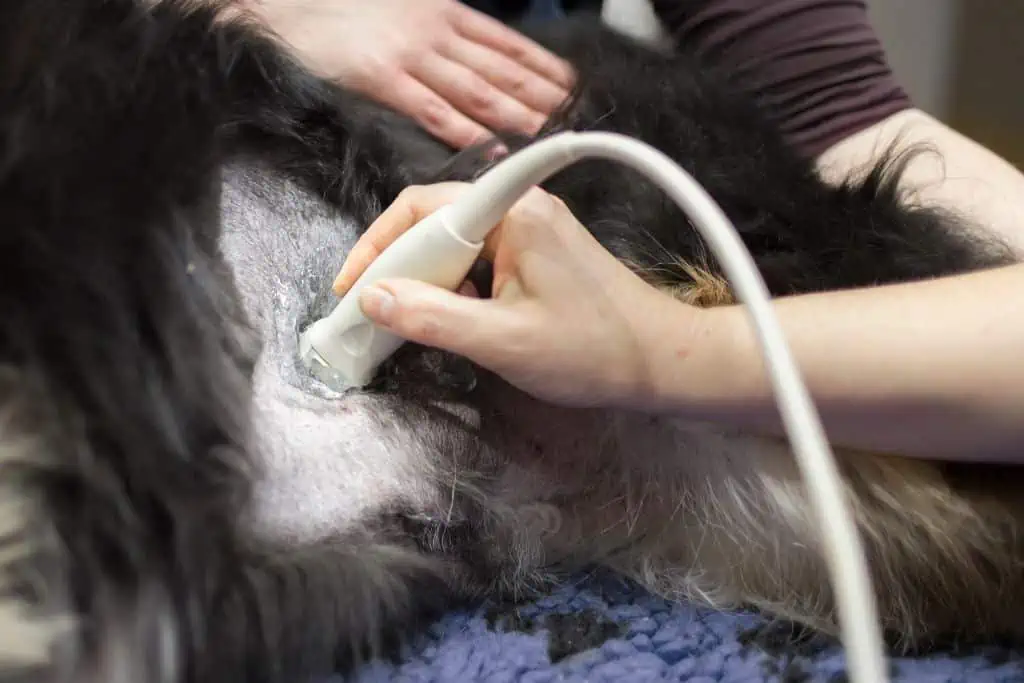 Wie läuft ein Ultraschall beim Hund ab?