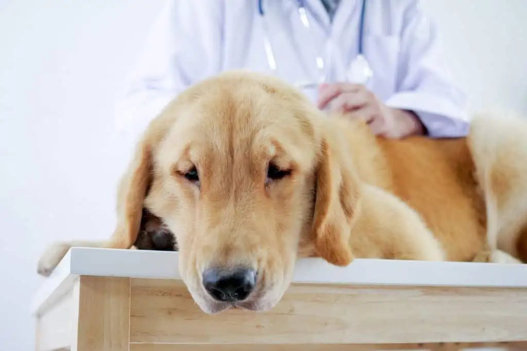 Wann sollte ich zum Tierarzt?