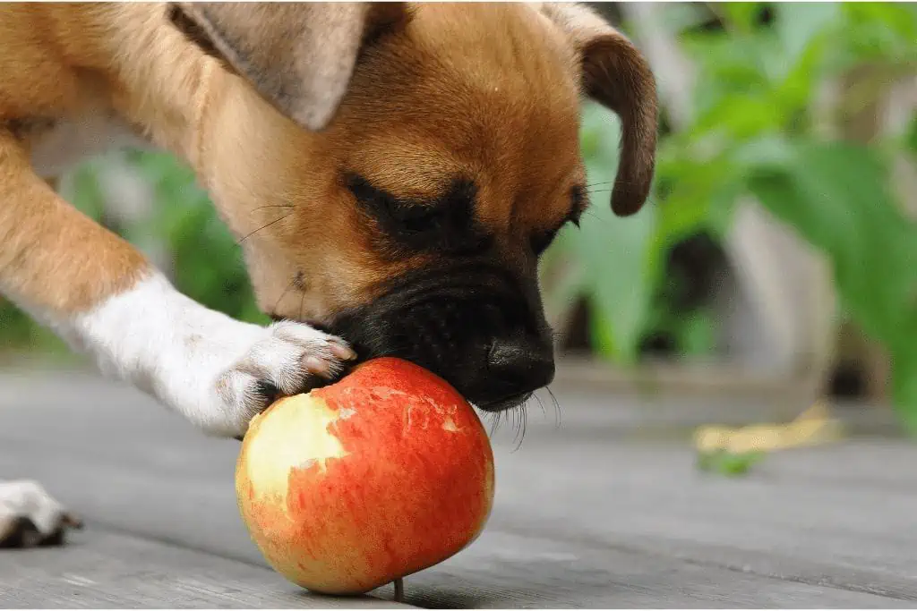 Welche Lebensmittel enthalten Vitamin K und sind sicher für Hunde?
