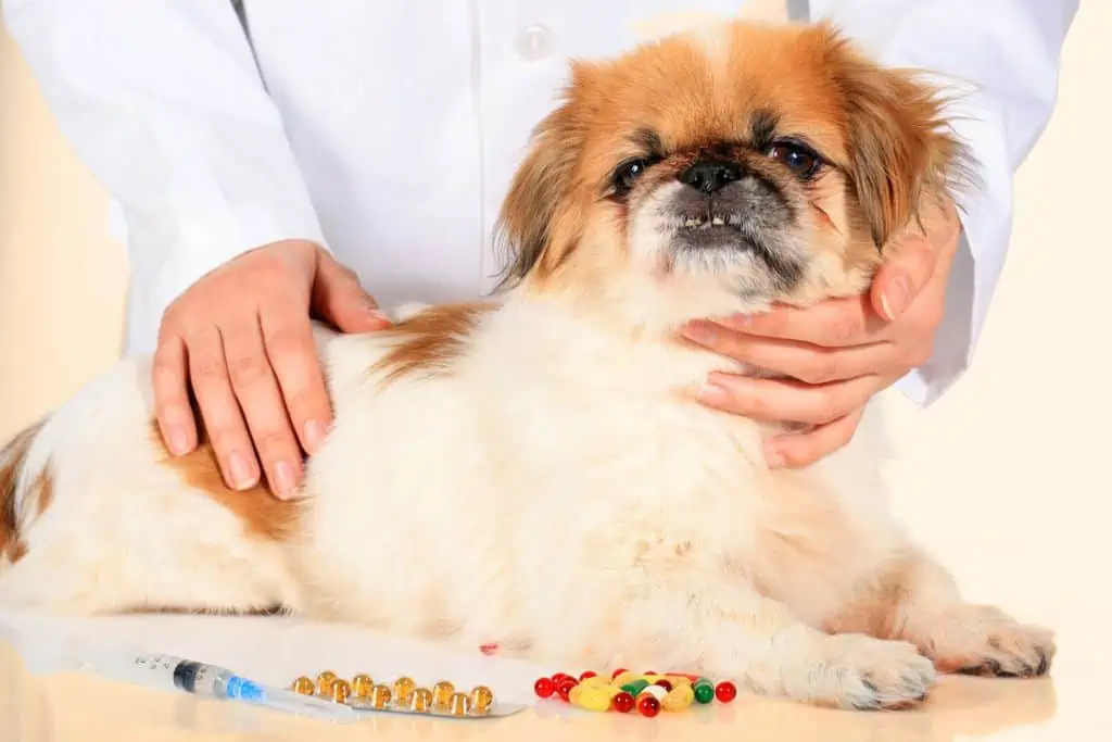Können Hunde Vitamin-K-Präparate oder Ergänzungsmittel einnehmen?