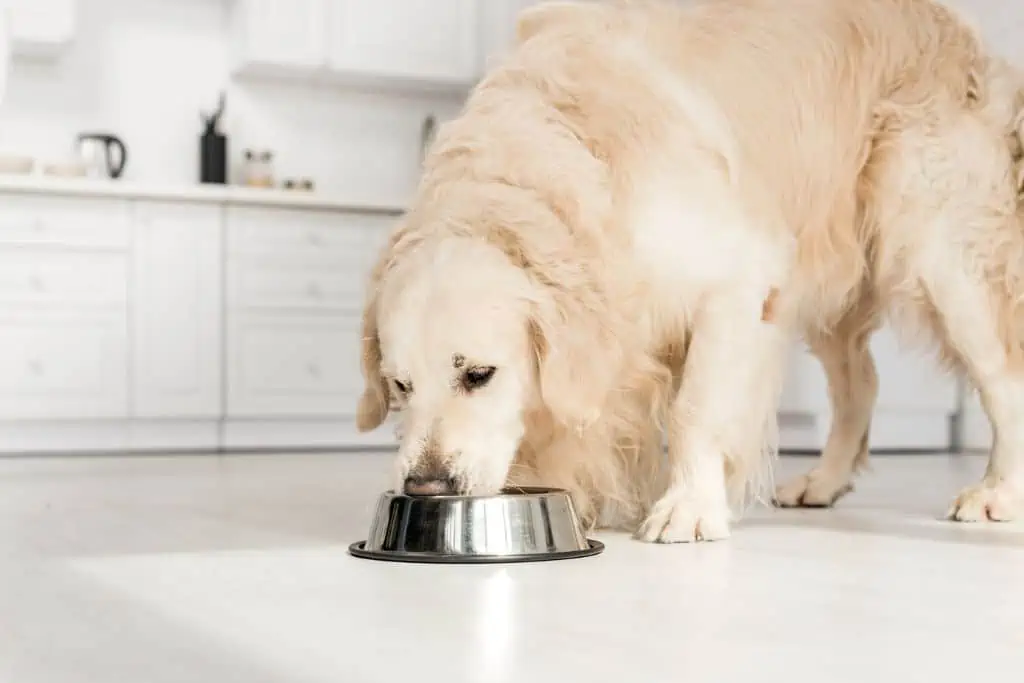 Hat die Hundeernährung einen Einfluss darauf, ob mein Hund stinkt?
