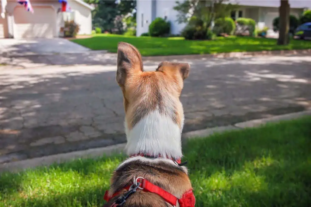 Wie weit können Hunde die Welt sehen?