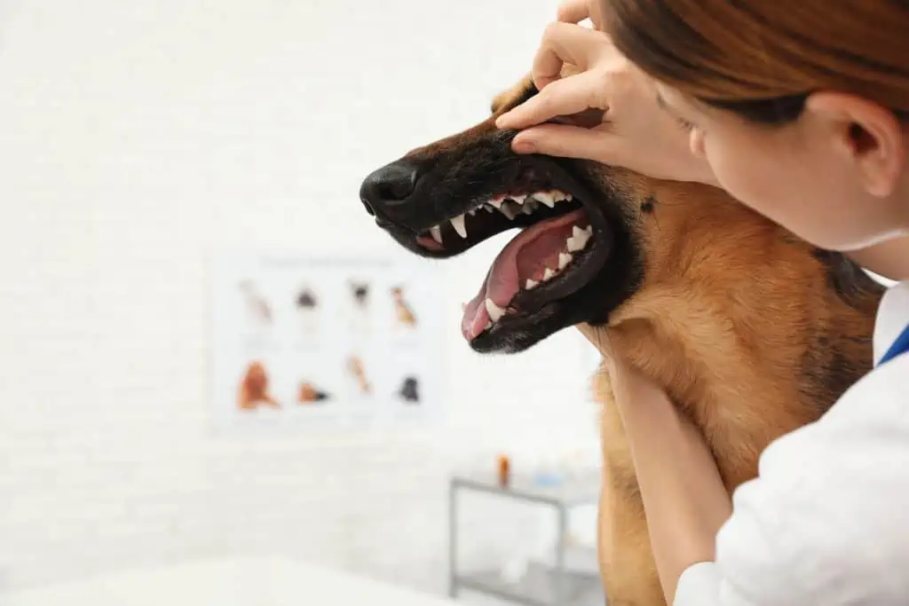 Hausmittel helfen nicht: Was kann ich noch tun, wenn mein Hund Zahnschmerzen hat?