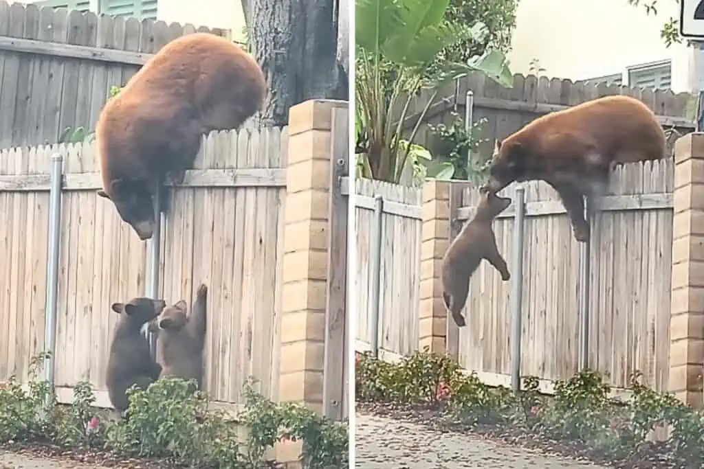 2 Baby-Bären kommen nicht über hohen Zaun: Was die Bärenmutter dann tut, macht sprachlos