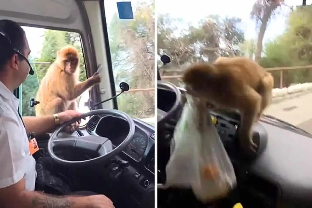 Affe sitzt neben Busfahrer am Fenster und will nicht weg: Was er als Nächstes tut, ist einfach frech