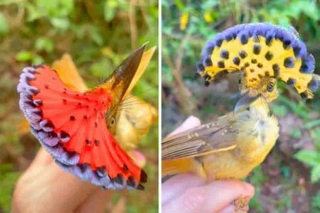 Atemberaubende Schönheit: Wenn diese Vögel ihren Kopfschmuck zeigen, stockt der Atem vor Bewunderung