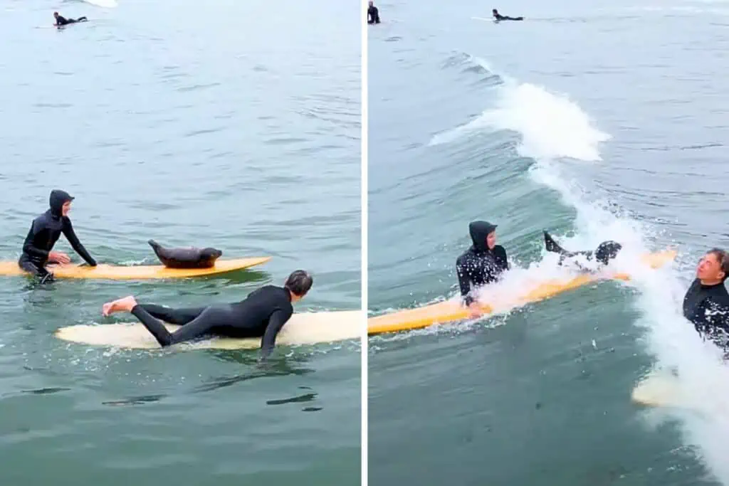 Baby-Robbe gleitet mit Surfern durch die Wellen: Unglaublich, wie süß sie dabei aussieht (Video)