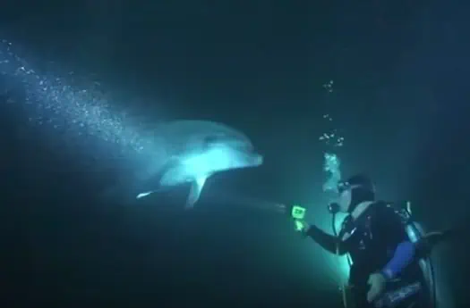 Ein glücklicher Zufall für den Delfin