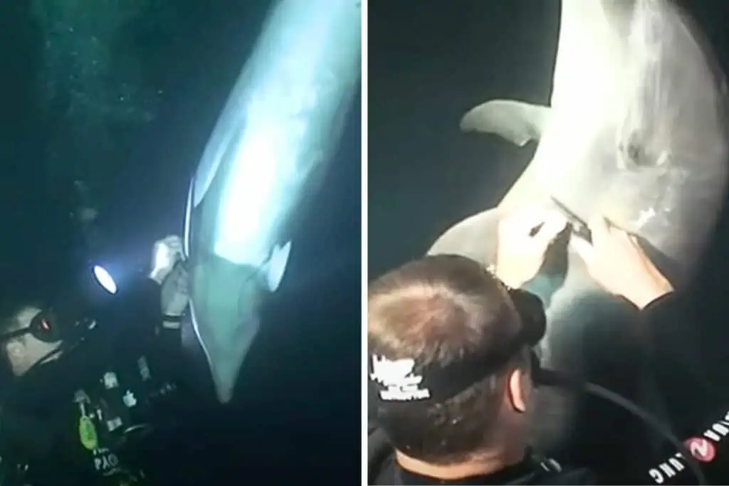 Delfin bittet Taucher um Hilfe - was der Taucher dann entdeckt, ist einfach grausam