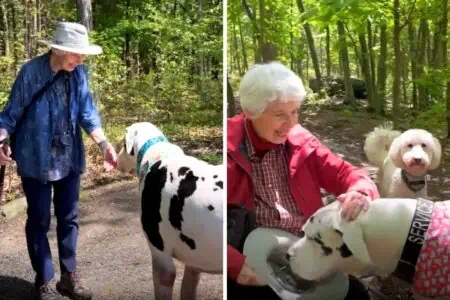 Dogge als Tröster – wie der riesige Hund einer Witwe wieder Freude bringt, berührt die Herzen