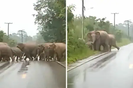 Elefantenherde überquert Straße vor wartendem Auto - Was der letzte Elefant tut, überrascht alle