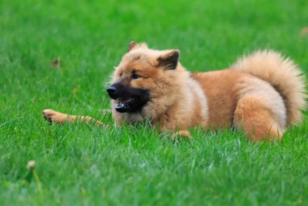 Eurasier