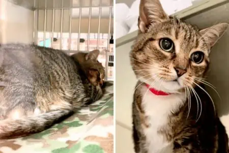 Familie nimmt neues Kätzchen auf - doch ihre alte Katze muss dafür weg und landet im Tierheim