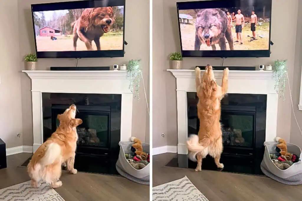 Familienhund bellt plötzlich wie wild den Fernseher an - der Grund sorgt für heftige Lachtränen