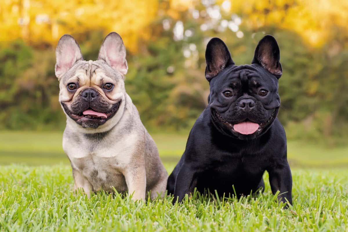Passt ein Französische Bulldogge zu mir? - Hund kaufen Österreich