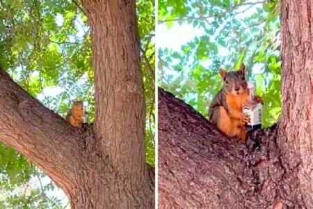 Frau entdeckt Eichhörnchen im Baum – Was der Nager in den Händen hält, sorgt für Lachtränen