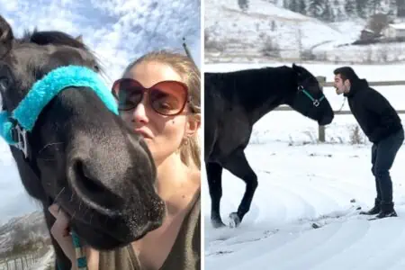 Frau gewinnt Vertrauen eines Pferdes - doch wie es auf ihren Freund reagiert, ist einfach magisch