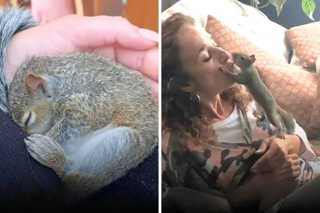 Frau rettet Baby-Eichhörnchen – Wie diese Rettung ihr Leben verändert, hätte niemand erwartet