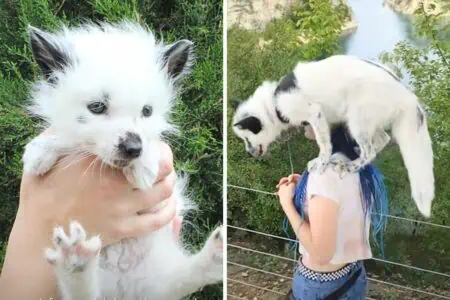 Frau rettet Polarfuchs-Baby aus Pelzfarm - wie er ihr Leben durcheinanderwirbelt, ist einfach zu süß