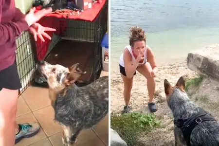 Gehörlose Frau adoptiert tauben Hund: Wie sich beide problemlos verständigen, ist genial