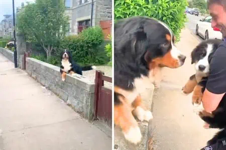 Großer Hund sieht zum ersten Mal den neuen Welpen seiner Familie - seine Reaktion ist herzerwärmend