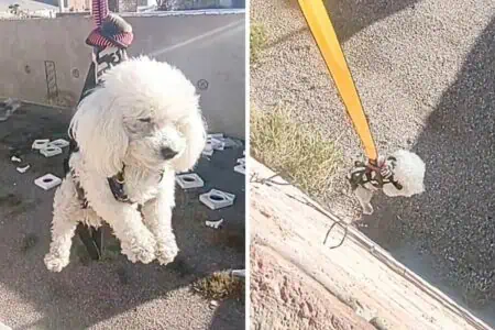 Herrchen wirft Ball in Baugrube - wie sein Hund das geliebte Spielzeug rettet, macht alle sprachlos