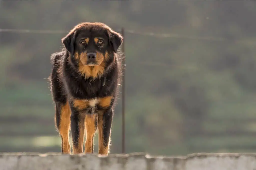 Himalaja-Schäferhund