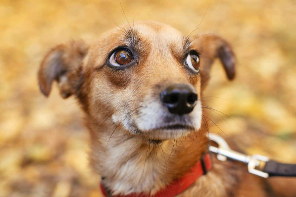 Hund die Angst vor Menschen abtrainieren Tipps & Methoden