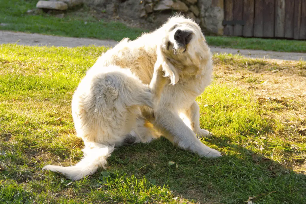 Hund kratzt sich am Ohr und leckt Pfoten