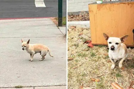 Hund will Straßenecke nicht verlassen - der Grund dafür macht einfach nur traurig