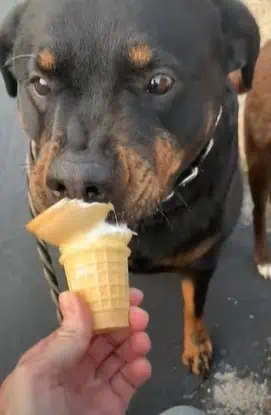 Sommer, Sonne, Hunde-Eis!