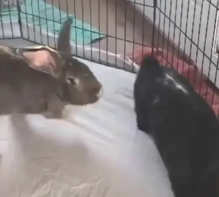 Speed-Dating für ein Kaninchen