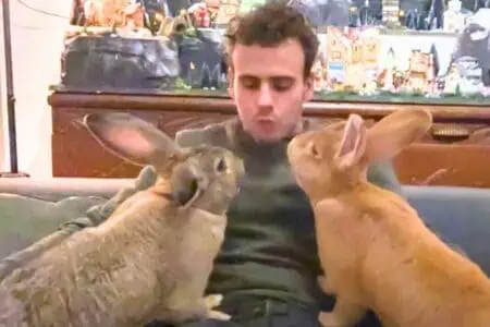 Kaninchen soll sich einen Freund im Tierheim aussuchen - was dann passiert, lässt Herzen schmelzen