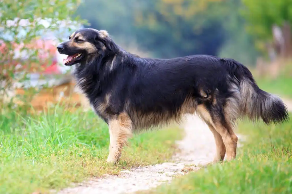 Karst-Schäferhund