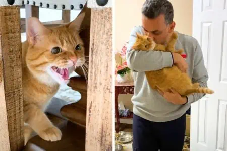 Katze hasst alles und jeden: Doch wie sie sich auf dem Arm dieses Menschen verwandelt, ist unfassbar