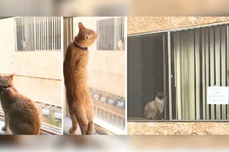 Katze sieht andere Katze in Wohnung gegenüber: Was dann folgt, ist eine unglaubliche Geschichte
